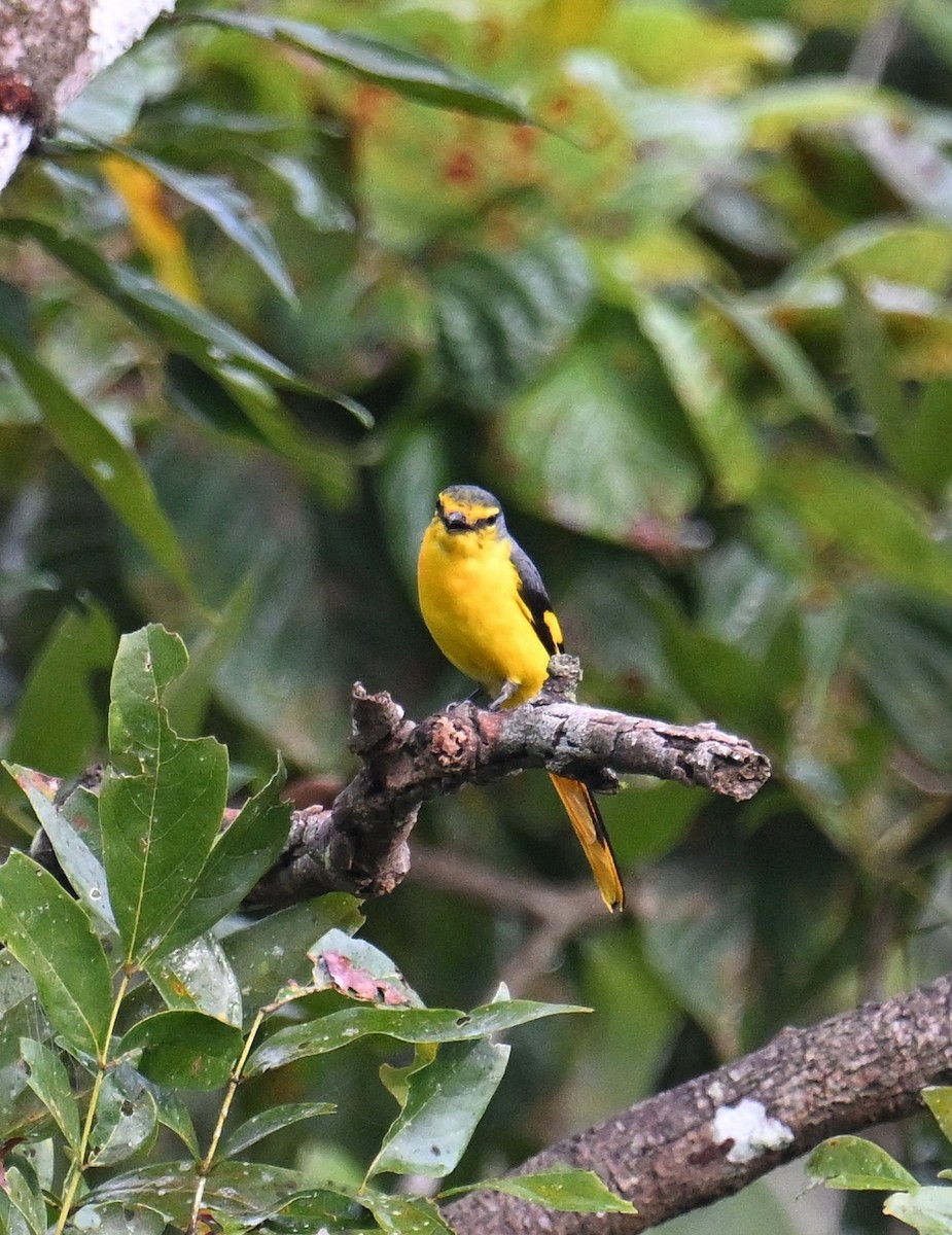 Orange Minivet - ML645533028