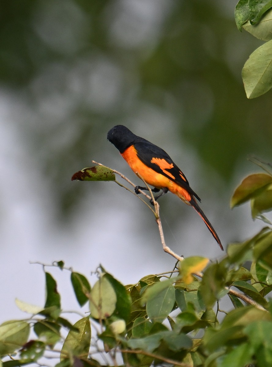 Orange Minivet - ML645533029