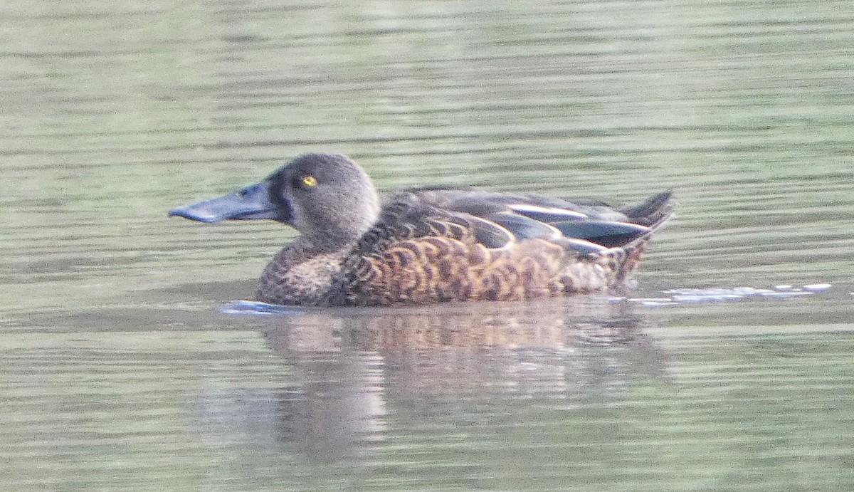 Австралийская широконоска - ML645533030