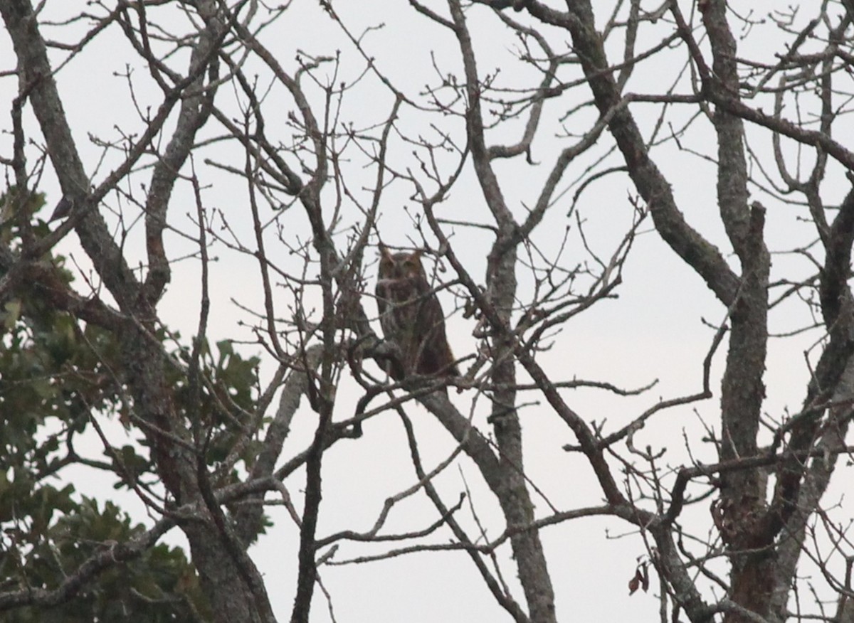 Great Horned Owl - ML645533039