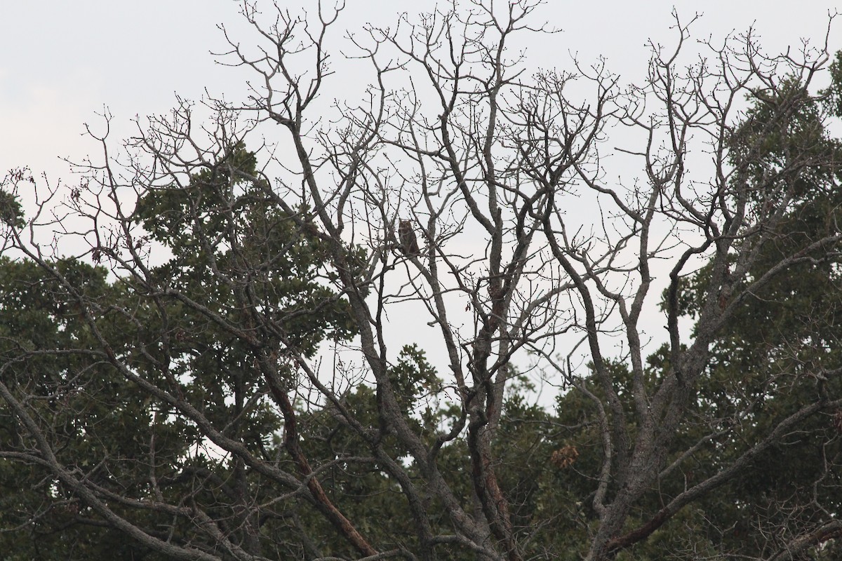 Great Horned Owl - ML645533040