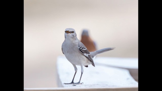 Northern Mockingbird - ML645533061