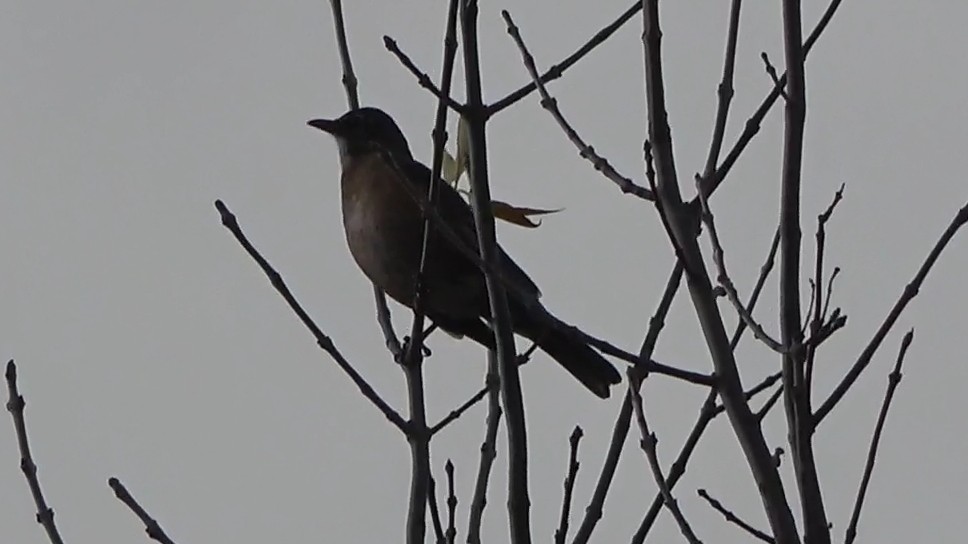 American Robin - ML645533064