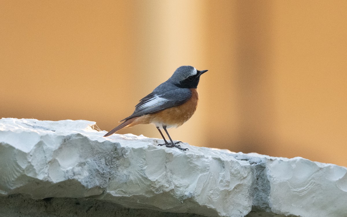 Common Redstart (Ehrenberg's) - ML645533065