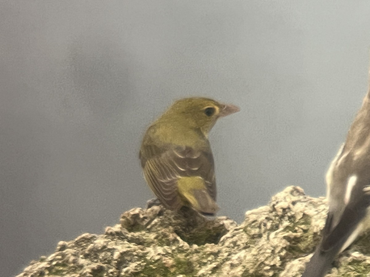 Scarlet Tanager - ML645533066