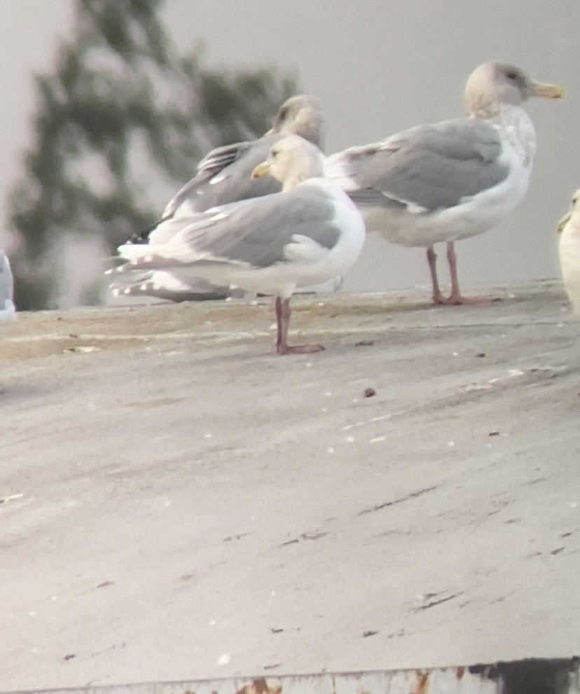 Glaucous-winged Gull - ML645533075