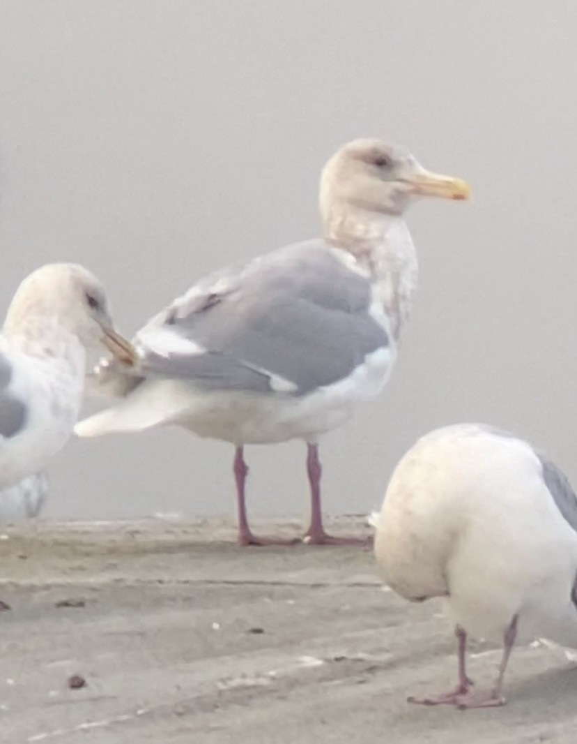 Glaucous-winged Gull - ML645533076
