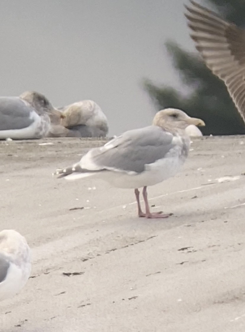 Glaucous-winged Gull - ML645533077