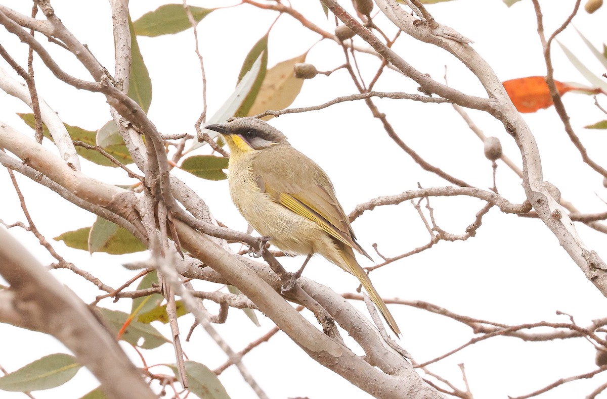 Purple-gaped Honeyeater - ML645533085