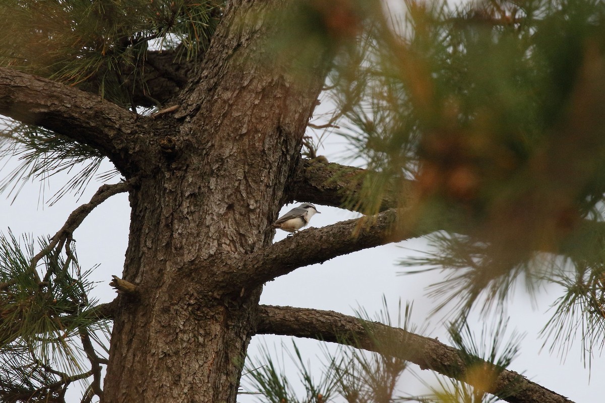 Garrapo eurasiarra - ML645533086