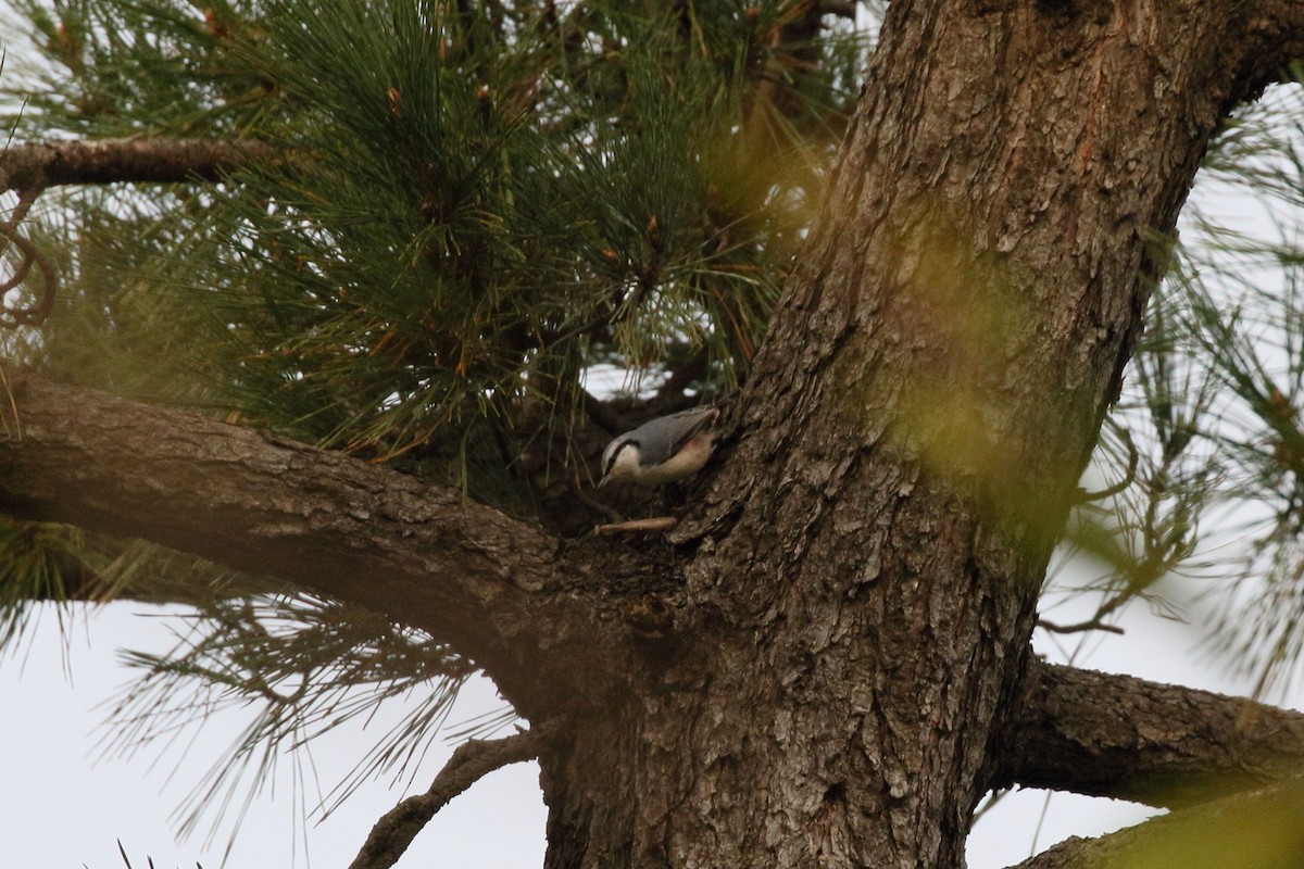 Garrapo eurasiarra - ML645533087