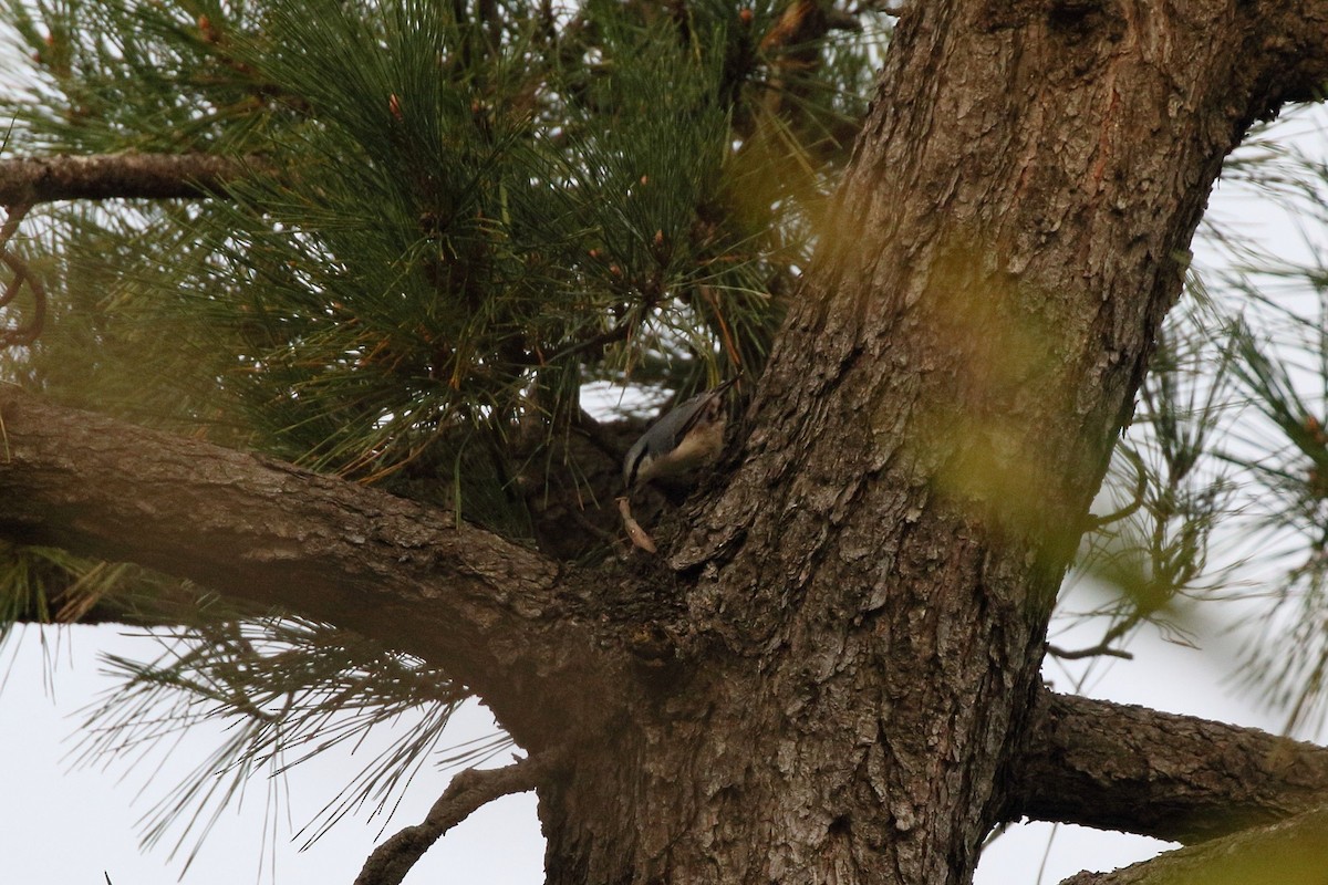 Garrapo eurasiarra - ML645533088