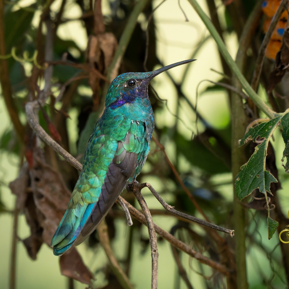 fiolørekolibri - ML645533093