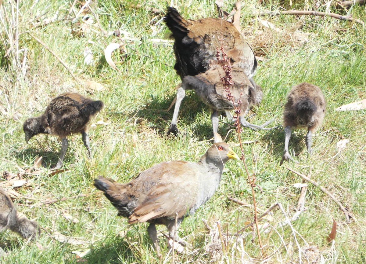 Tasmanian Nativehen - ML645533100