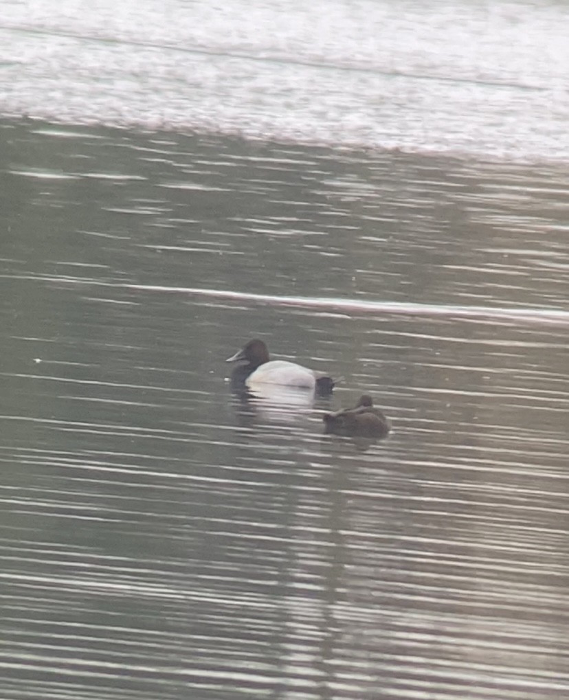 Murgilari bizkarzuria - ML645533110