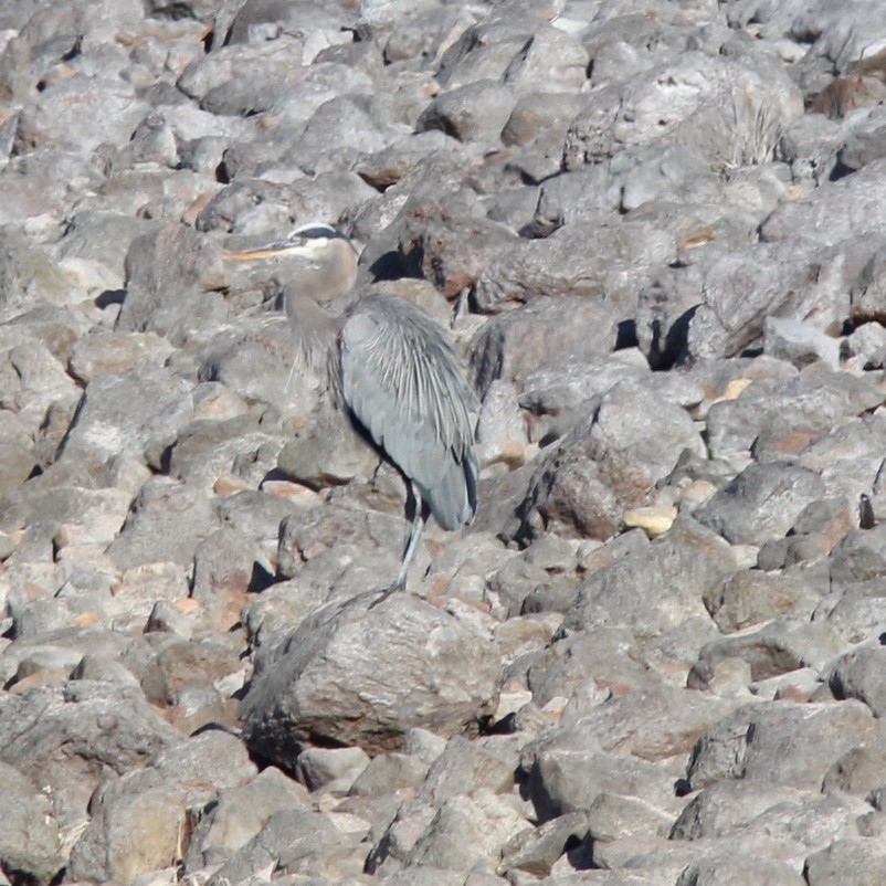 Great Blue Heron - ML645533113