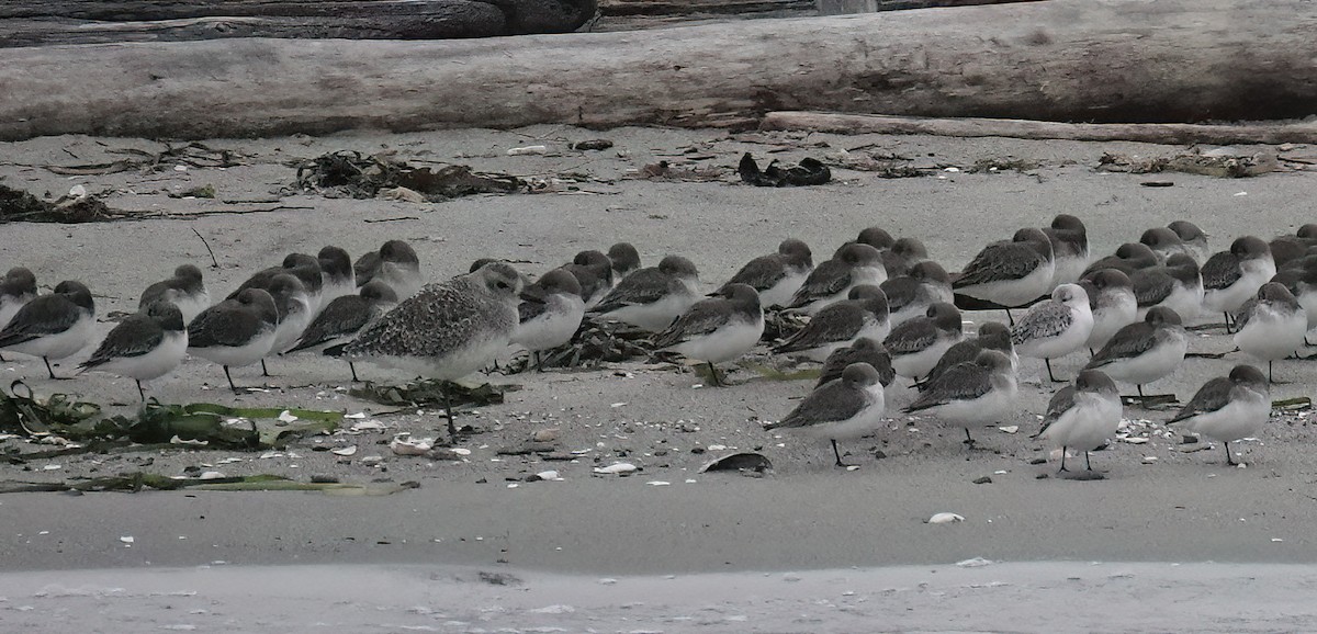 Black-bellied Plover - ML645533115
