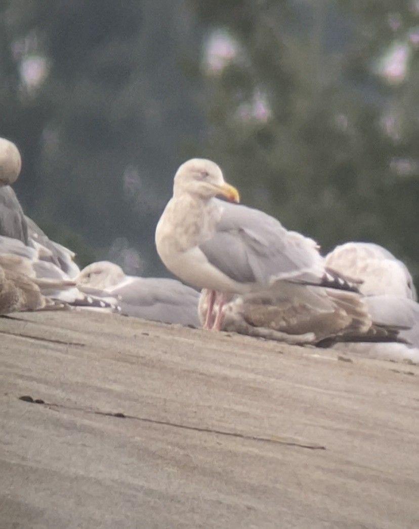 American Herring Gull - ML645533123
