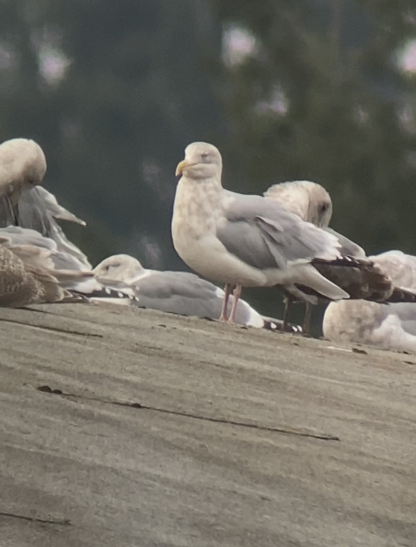American Herring Gull - ML645533124