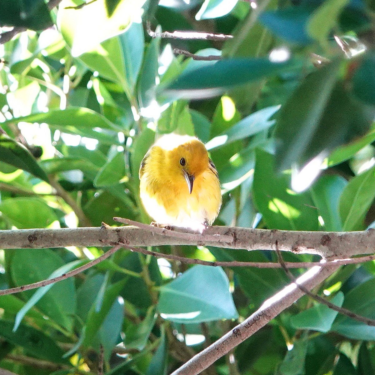 Prothonotary Warbler - ML645533129