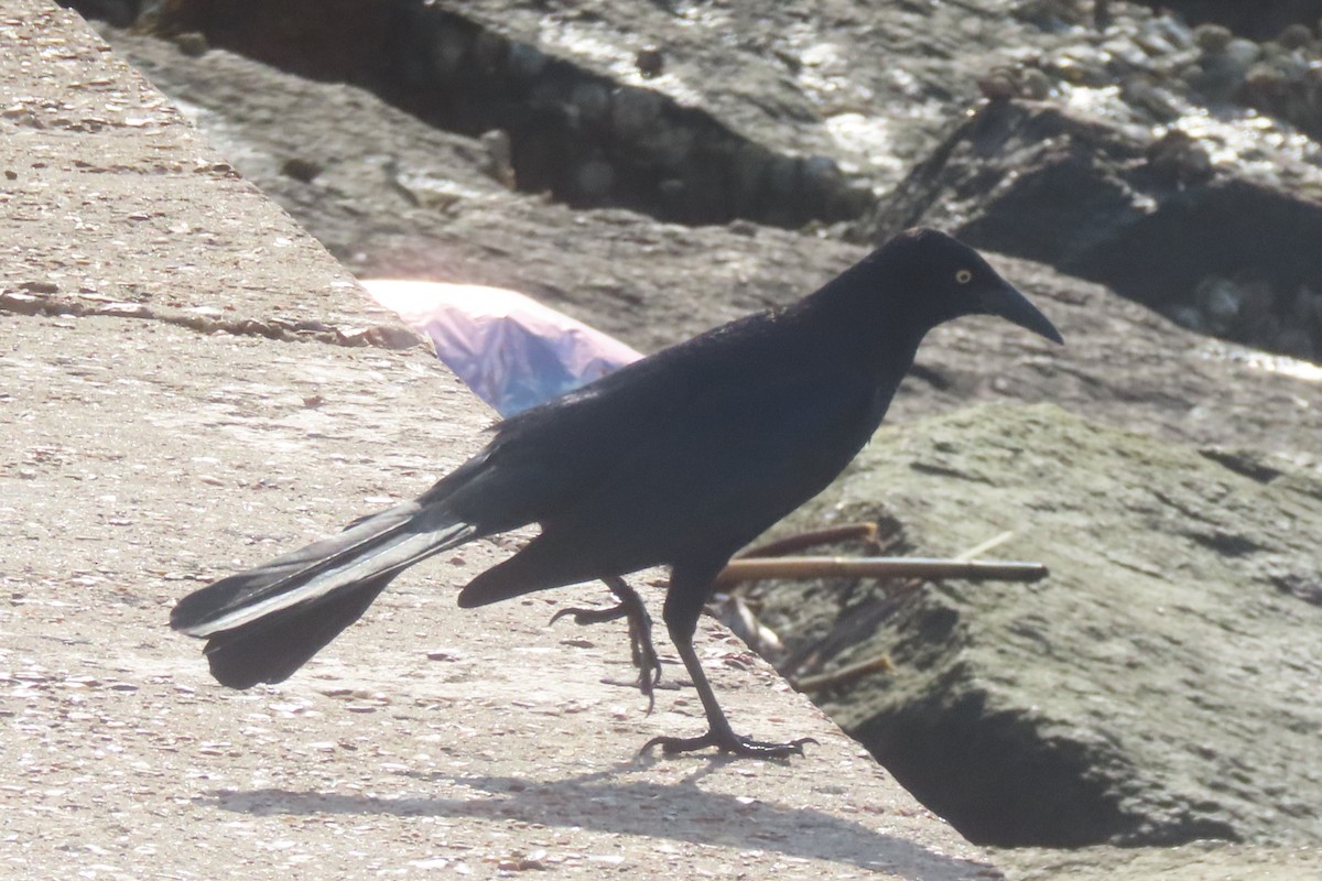 Гракл великохвостий - ML645533135