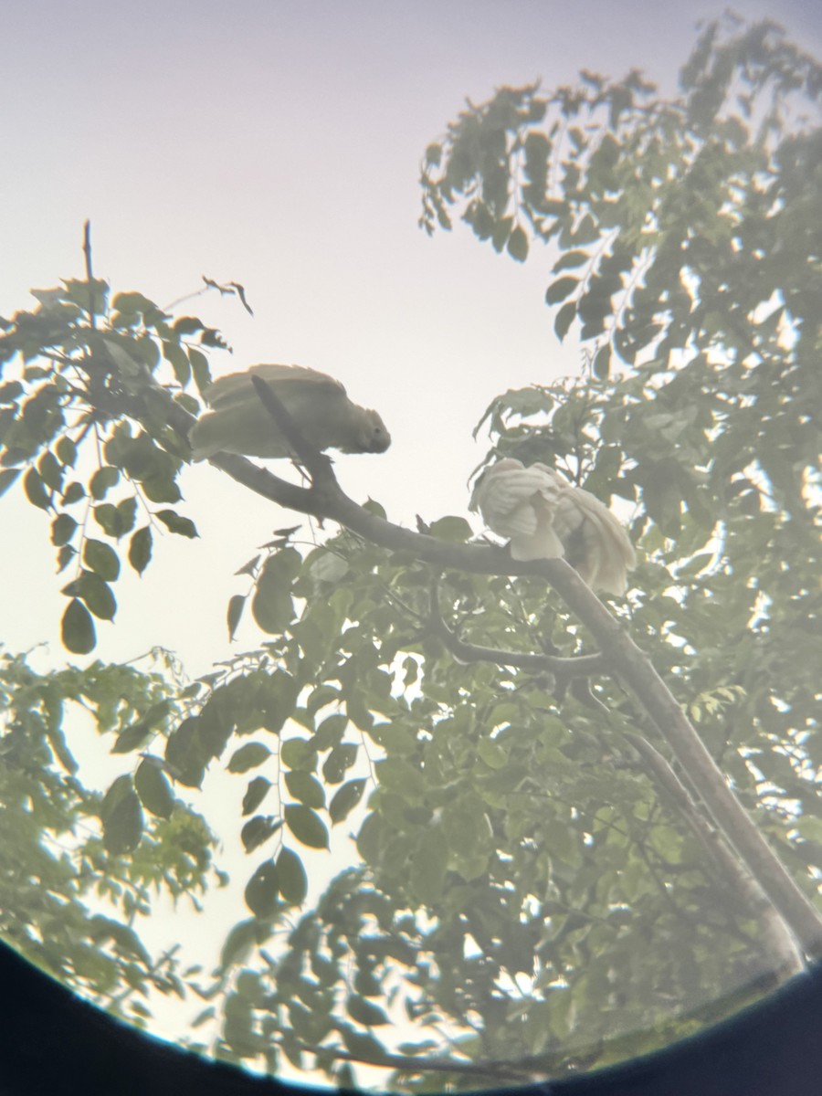 Tanimbar Corella - ML645533136