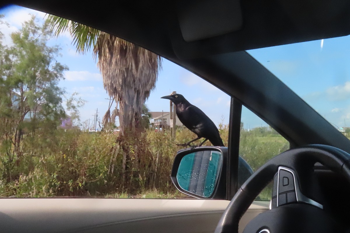 Гракл великохвостий - ML645533137