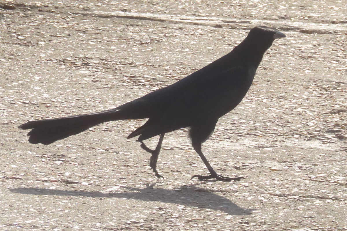 Гракл великохвостий - ML645533140