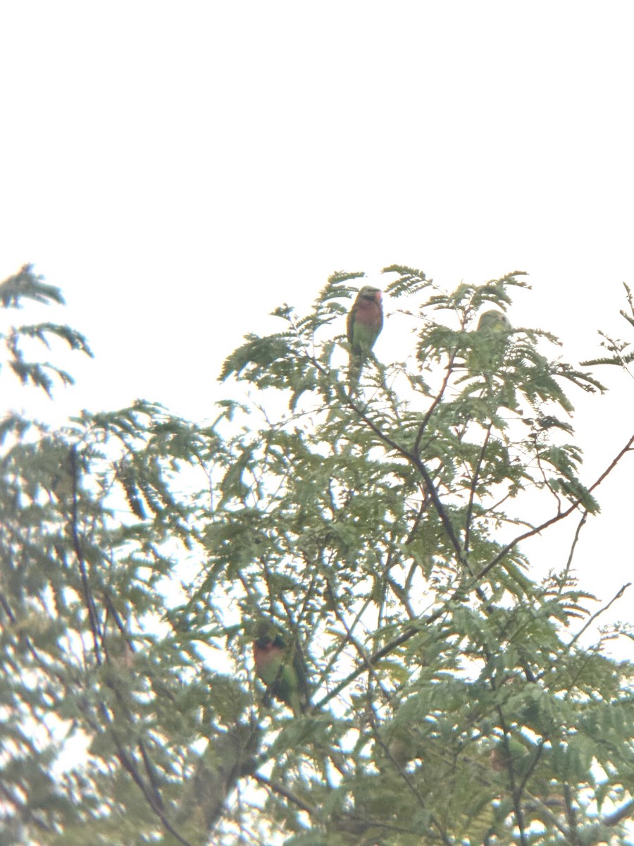 Red-breasted Parakeet - ML645533147