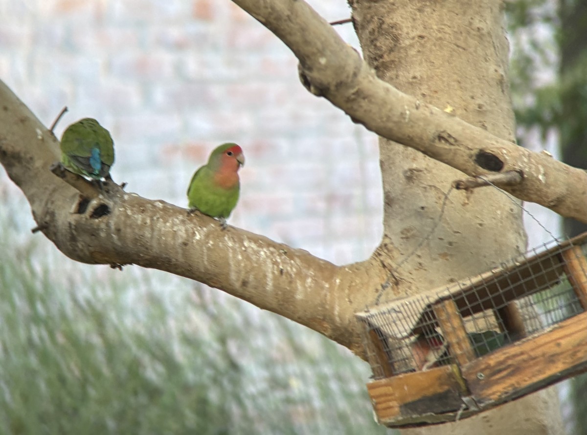 Rosy-faced Lovebird - ML645533148