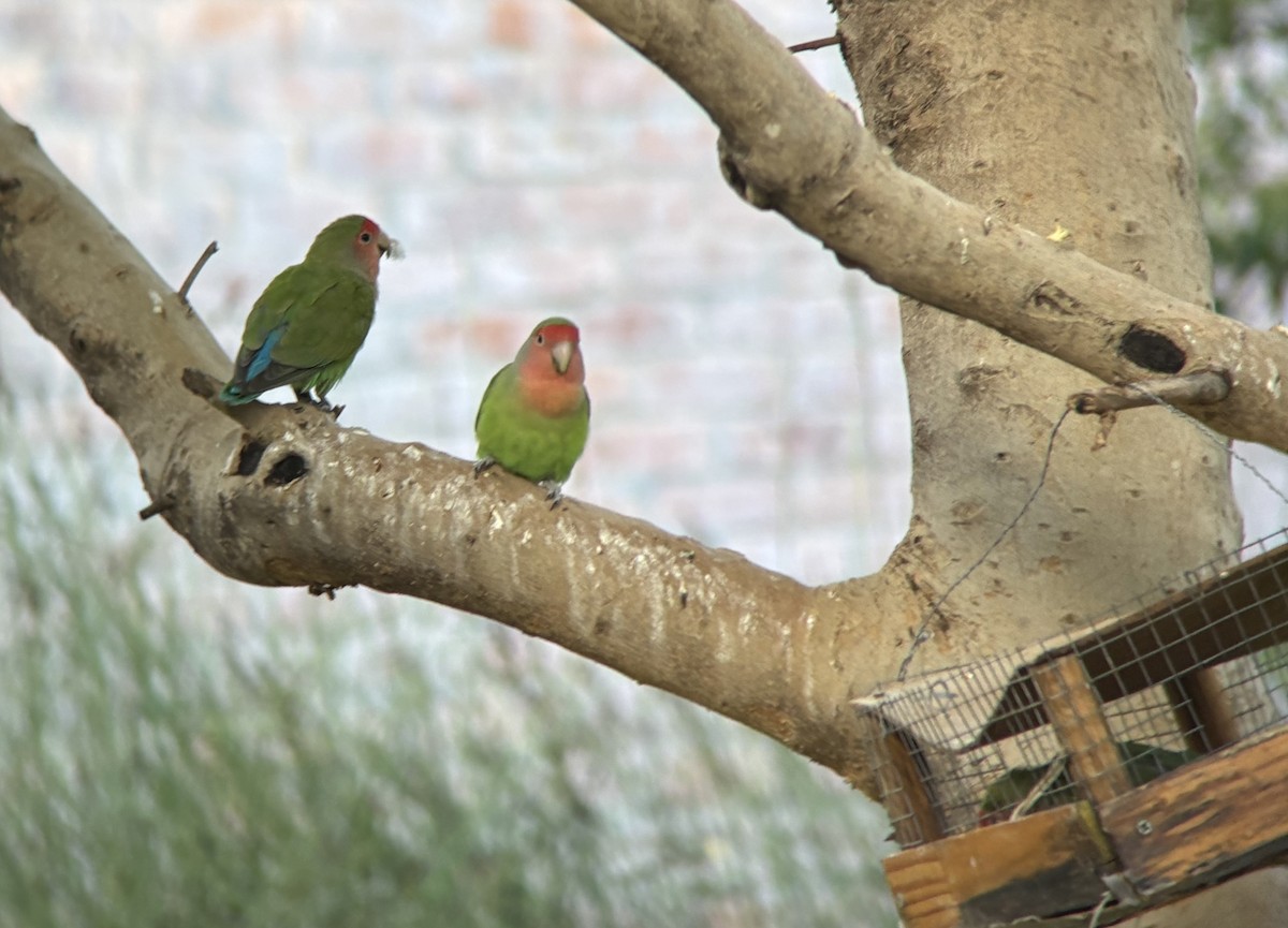 Rosy-faced Lovebird - ML645533149