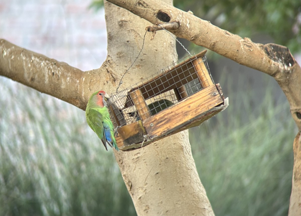 Rosy-faced Lovebird - ML645533150