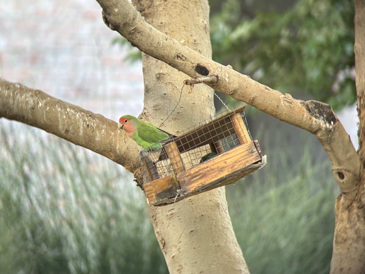 Rosy-faced Lovebird - ML645533151