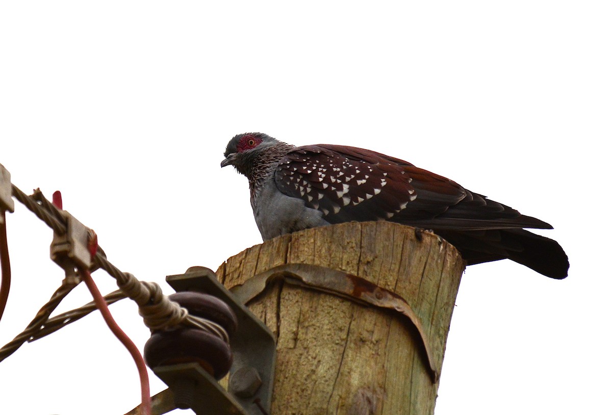 Speckled Pigeon - ML645533152