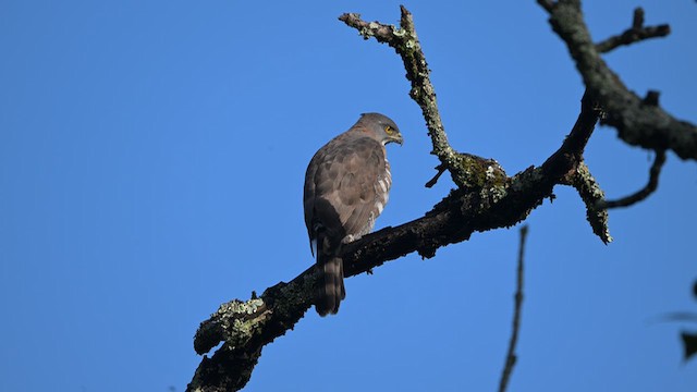 Crested Goshawk - ML645533159