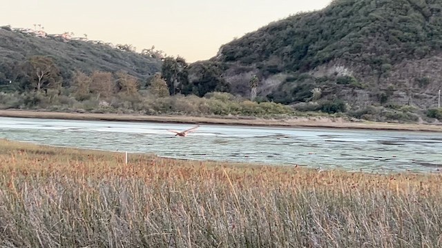 American Barn Owl - ML645533162
