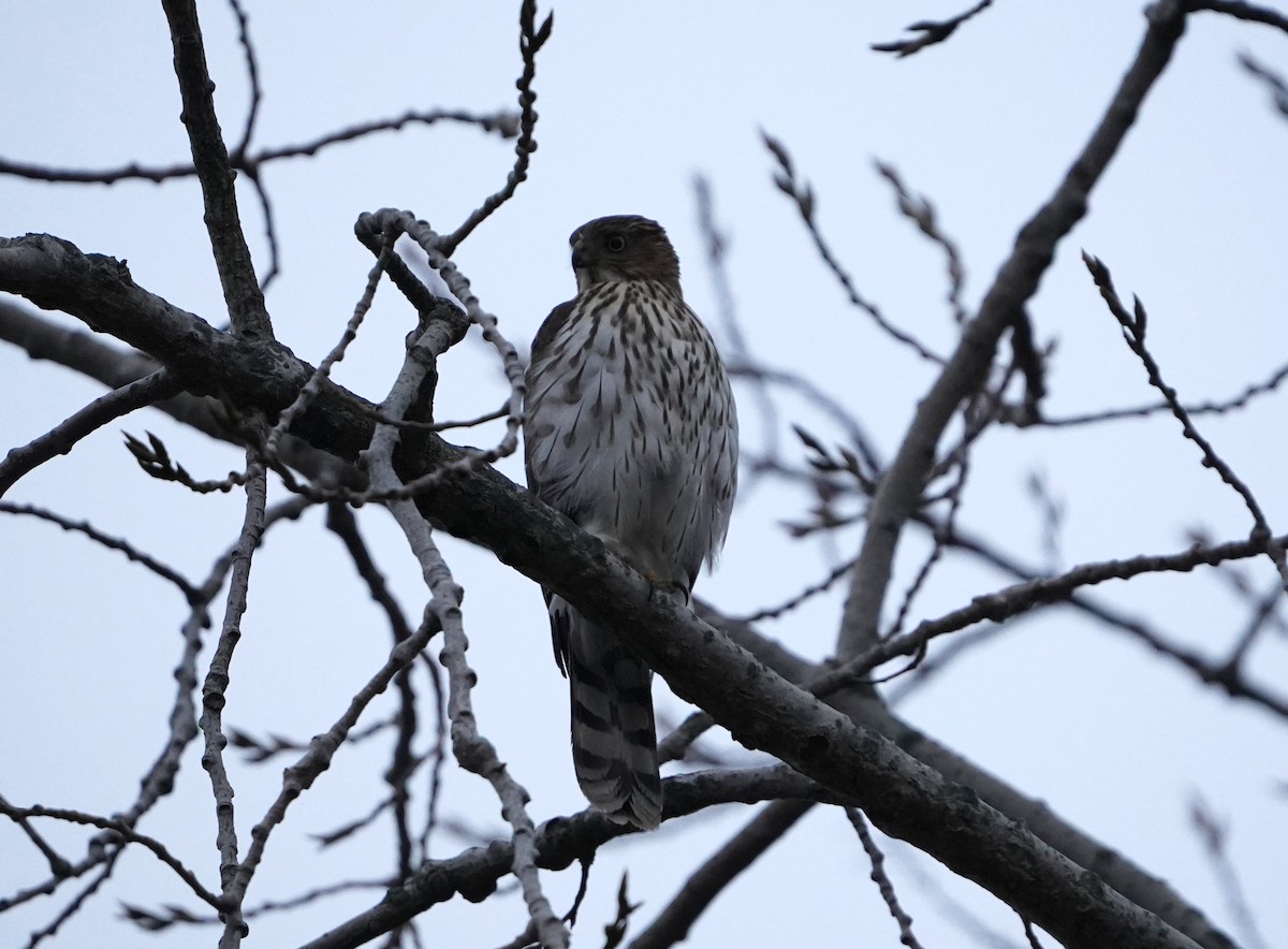 Cooper's Hawk - ML645533165