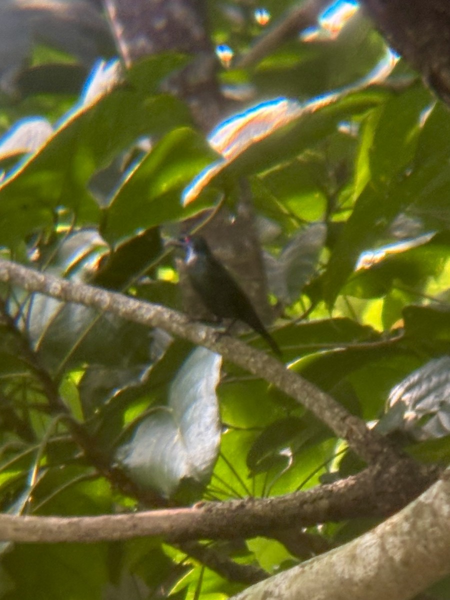 Asian Glossy Starling - ML645533169
