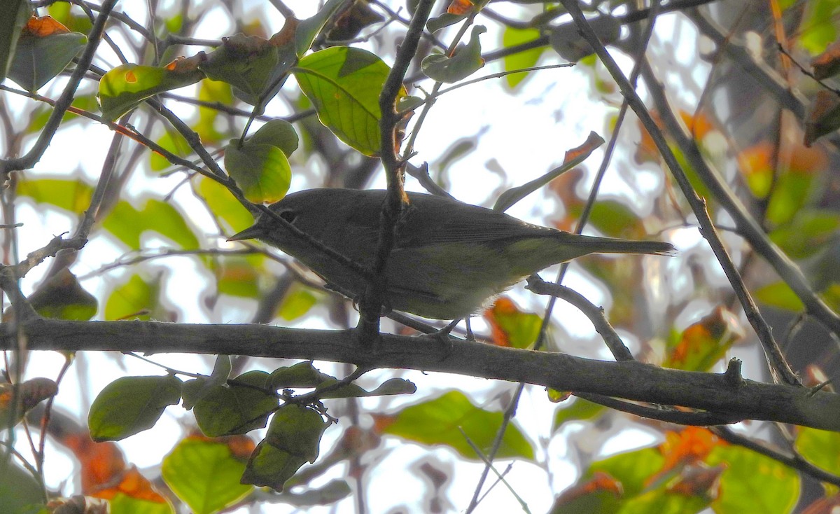 Orange-crowned Warbler - ML645533174