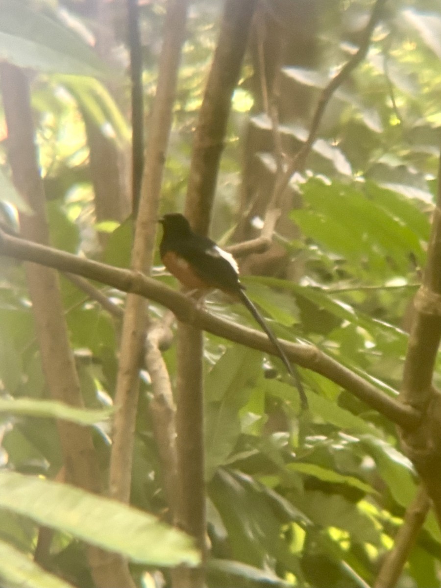White-rumped Shama - ML645533176