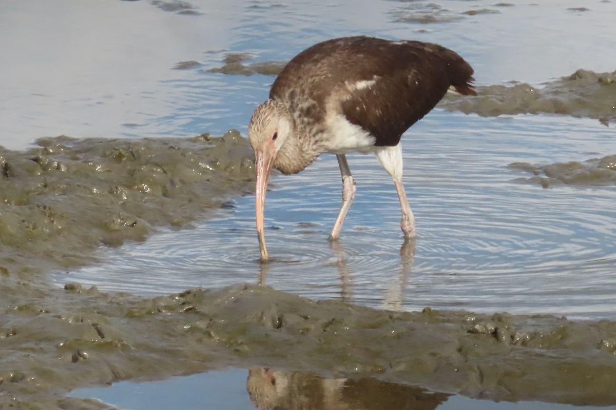 White Ibis - ML645533183