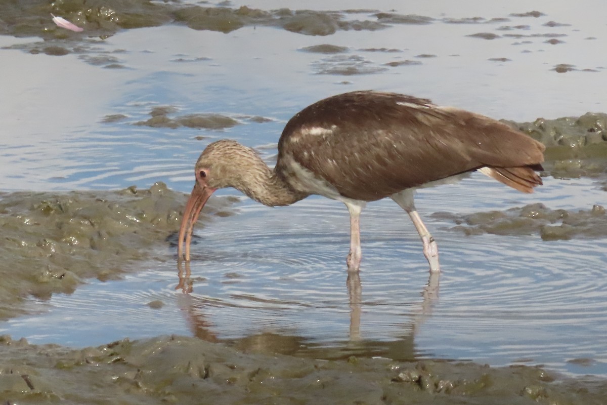 White Ibis - ML645533184