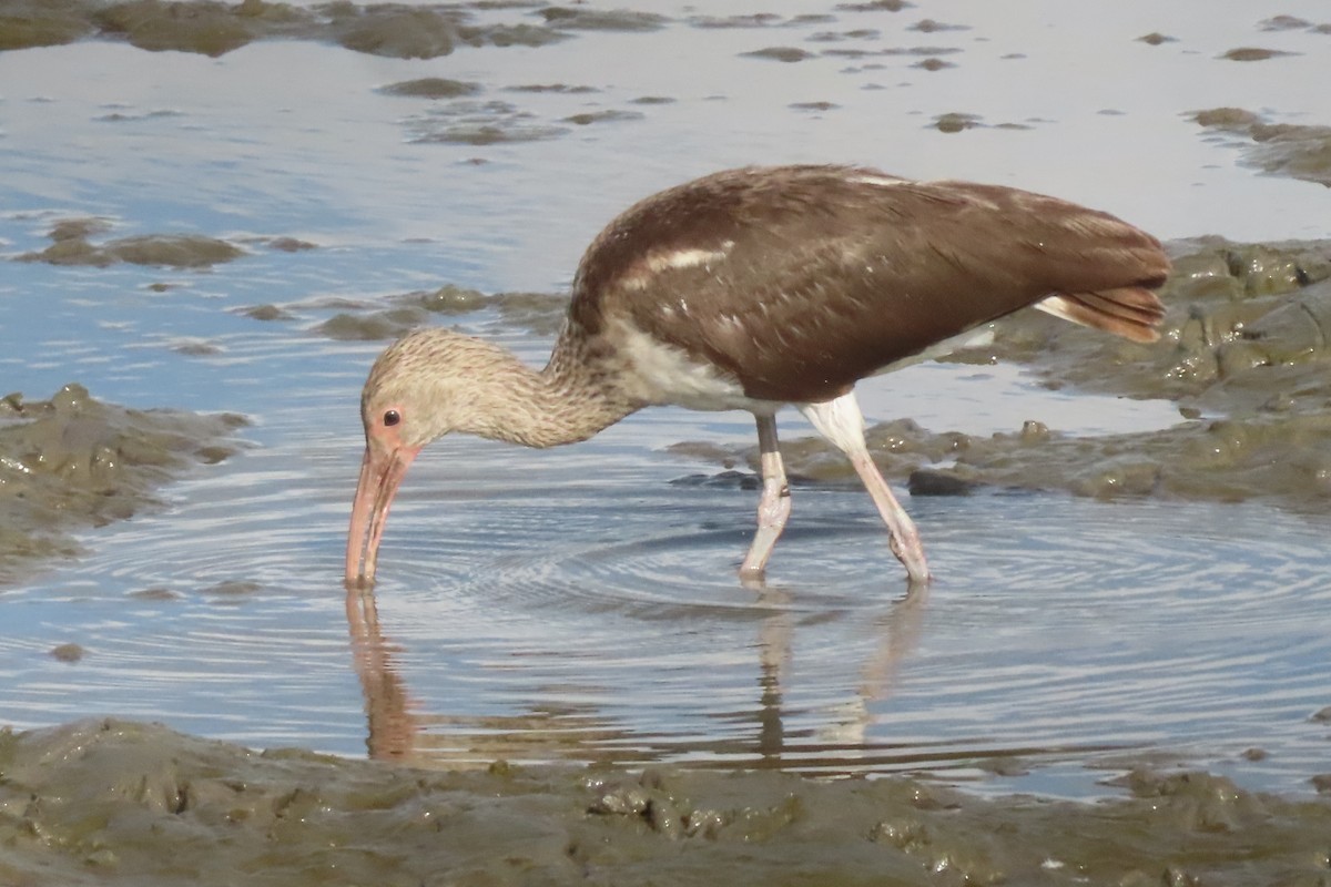 White Ibis - ML645533193