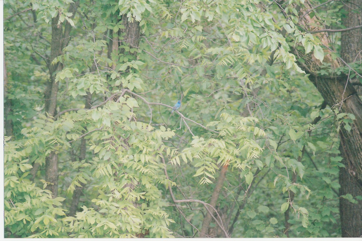 indigospurv - ML645533194