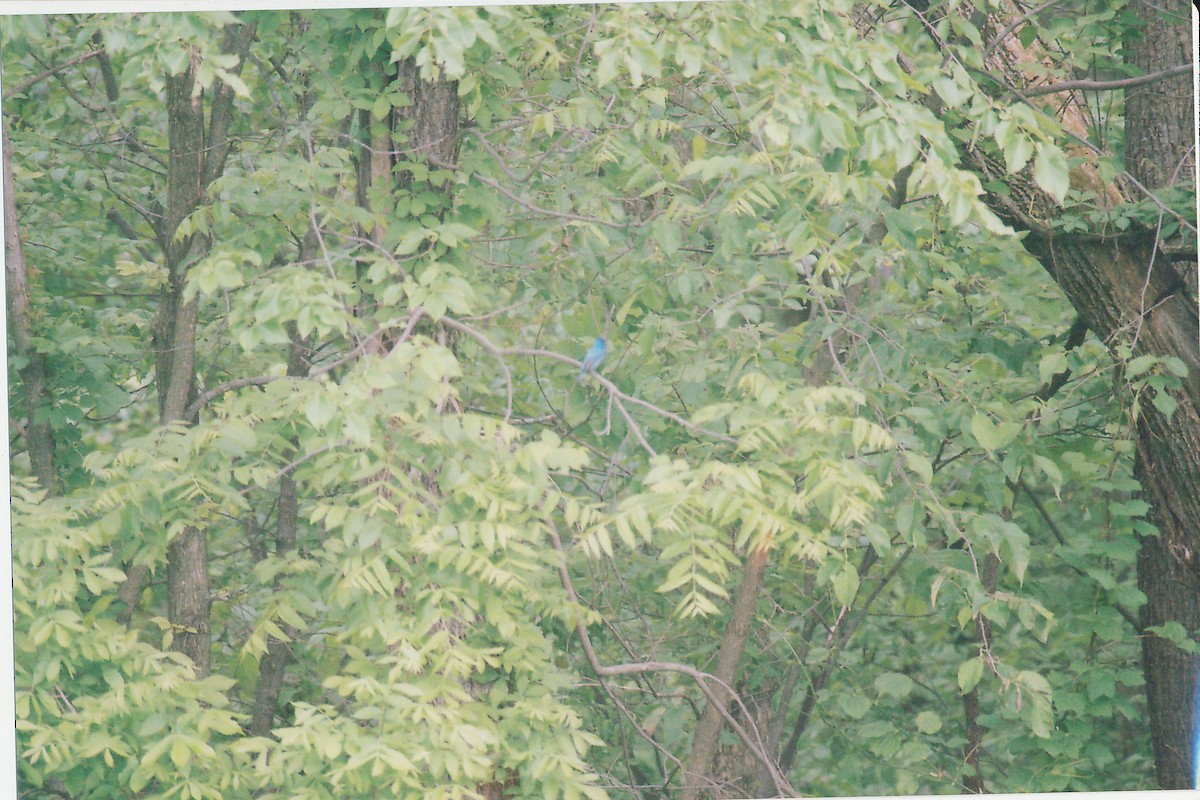 indigospurv - ML645533195