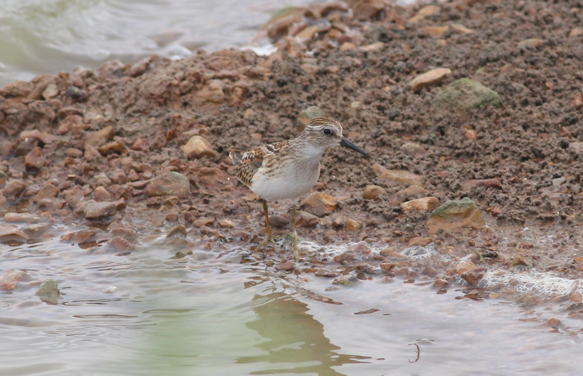 Least Sandpiper - ML645533197