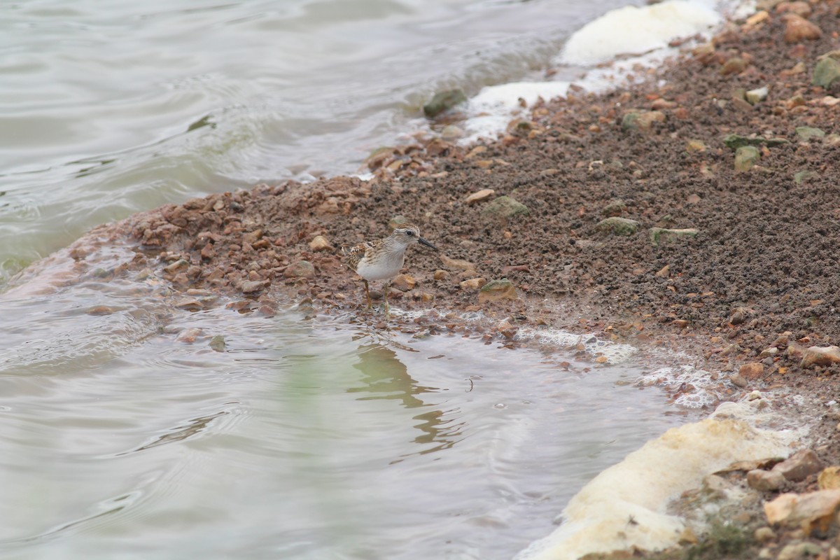 Least Sandpiper - ML645533198