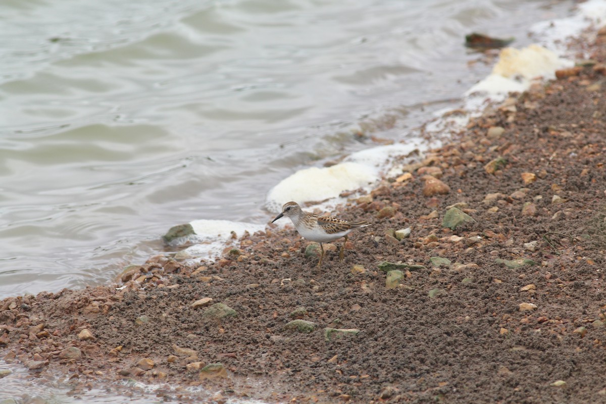 Least Sandpiper - ML645533199