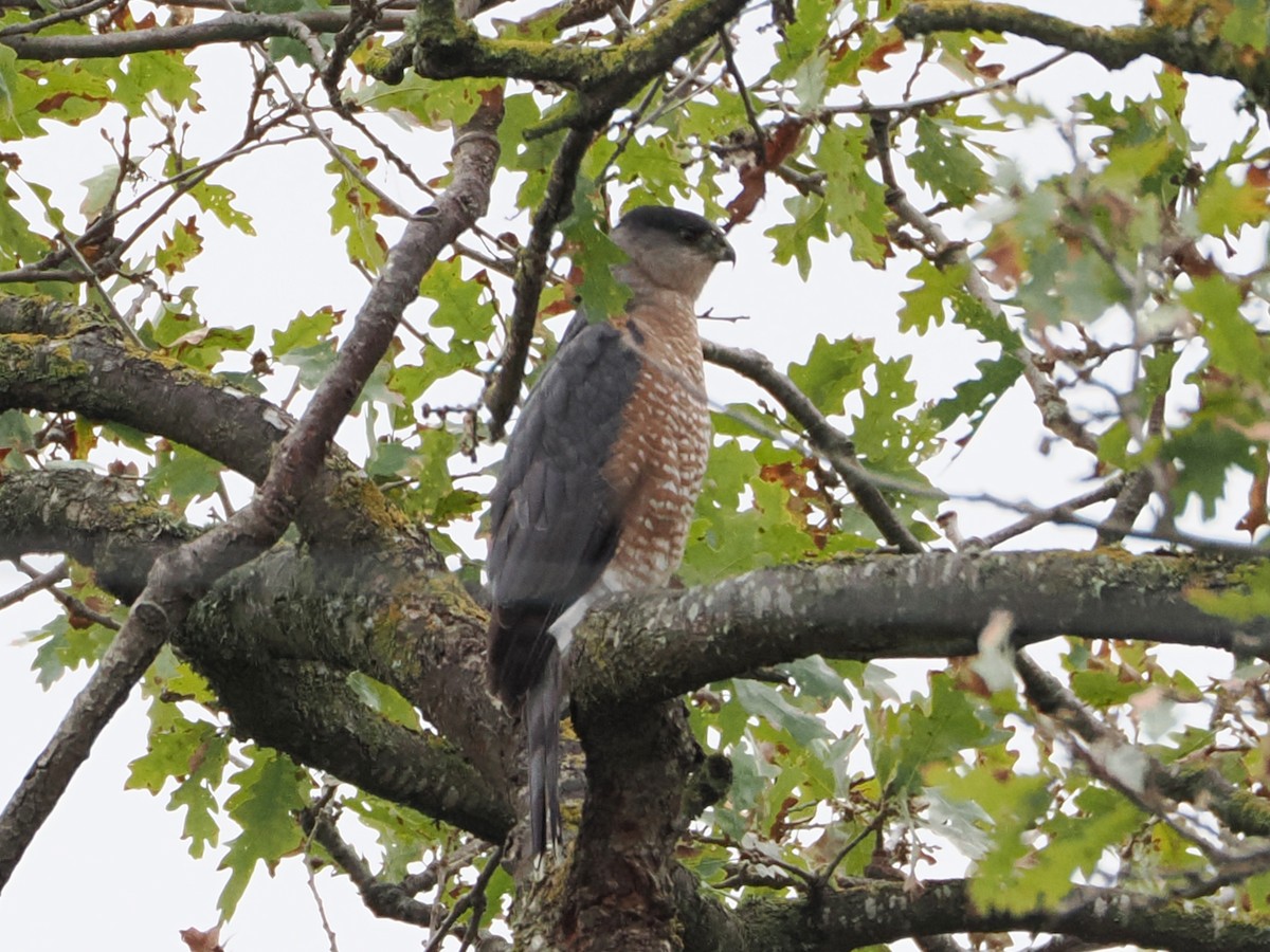 Cooper's Hawk - ML645533224