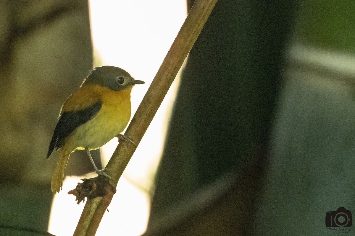 Black-and-orange Flycatcher - ML645533230